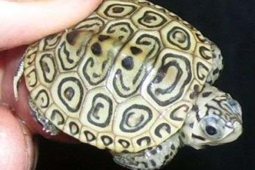 Turtles and Tortoises kaufen und verkaufen Photo: Malaclemys Terrapin concentric Hamm