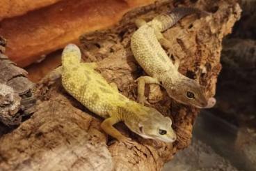 Geckos kaufen und verkaufen Photo: Rare Leopard Gecko Morphs