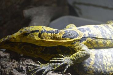 Monitor lizards kaufen und verkaufen Photo: Varanus cumingi DNZ/CB 2022