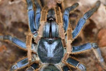 - bird spiders kaufen und verkaufen Photo: ornithoctoninae sp. vietnam silver