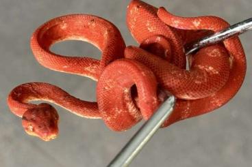 Schlangen kaufen und verkaufen Foto: Corallus Hortulanus calico NZ‘23 für Hamm