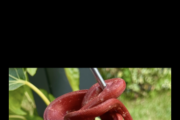 Schlangen kaufen und verkaufen Foto: 0.2 Corallus Hortulanus calico 