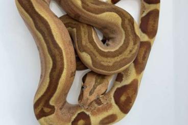 Snakes kaufen und verkaufen Photo: Für Hamm 4.10 Boa c. i. Hypo IMG Jungle 