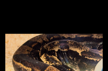 Snakes kaufen und verkaufen Photo: 1.0 Hypo Img Jungle proven Breeder