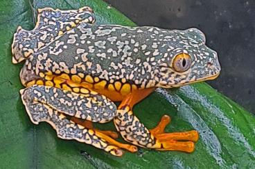 frogs kaufen und verkaufen Photo: Cruziohyla craspedopus NZ