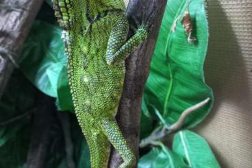 Andere Agamen kaufen und verkaufen Foto: Gonocephalus Hamm 14.9, Pragua 7.9.