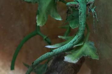 Geckos kaufen und verkaufen Photo: Houten 1.June, Hamm september 25 Geckos kaufen und verkaufen Photo: Houten 1.June, Hamm september 25