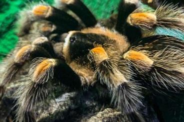 Spiders and Scorpions kaufen und verkaufen Photo: Vogelspinnen zu verkaufen 