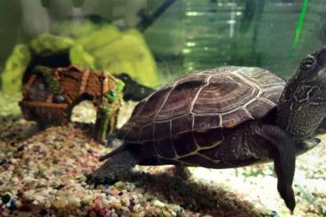 Schildkröten  kaufen und verkaufen Foto: Chinesische Dreikiel Schildkröten