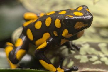 Poison dart frogs kaufen und verkaufen Photo: 1,0 Oophaga histrionica Bashia Solano