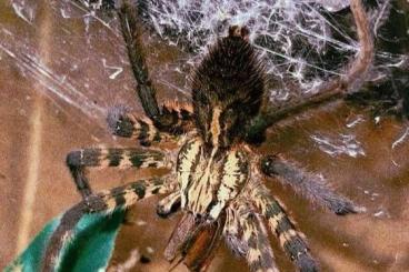 Spinnen und Skorpione kaufen und verkaufen Foto: !!!!!Spiders for sale!!!!