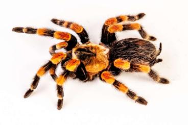 Spinnen und Skorpione kaufen und verkaufen Foto: Bulks list,Houten or shipping in UE 