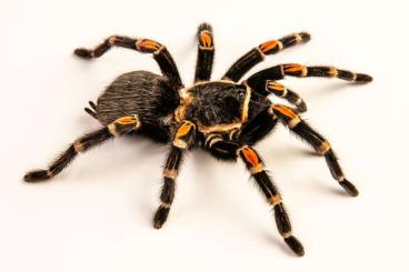 Spinnen und Skorpione kaufen und verkaufen Foto: Brachypelma auratum 0.0.200 shipping all Europe