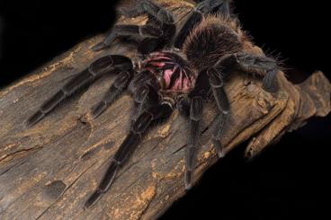 Spiders and Scorpions kaufen und verkaufen Photo: Last call for Houten, Bulks list