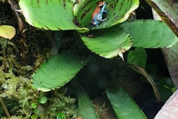 Poison dart frogs kaufen und verkaufen Photo: Search female Oophaga Escudo