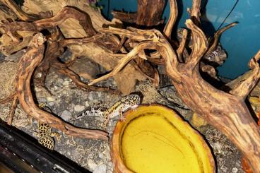 Geckos kaufen und verkaufen Photo: Geckos mit komplettem Terrarium & Unterschrank zu verkaufen Geckos kaufen und verkaufen Photo: Geckos mit komplettem Terrarium & Unterschrank zu verkaufen