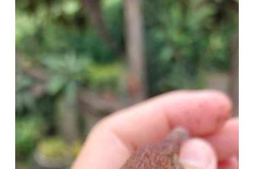 Geckos kaufen und verkaufen Photo: Rhacodactylus auriculatus red retic 