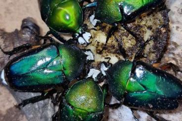 Insekten kaufen und verkaufen Foto: Käfer Larven Dicronorrhina/Compsocephalus 