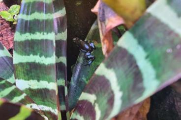 Poison dart frogs kaufen und verkaufen Photo: Oophaga available for sale