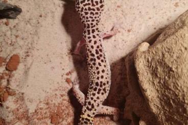 Geckos kaufen und verkaufen Photo: Weiblicher Leopardengecko 