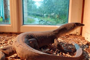 Monitor lizards kaufen und verkaufen Photo: Varanus mertensi (wasserwaran) Männchen 