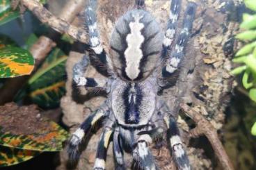 - bird spiders kaufen und verkaufen Photo: Diverse Vogelspinnen zu verkaufen zwecks Bestandsauflösung 