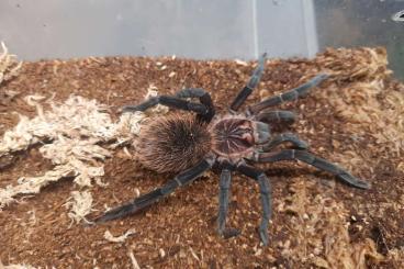 Spiders and Scorpions kaufen und verkaufen Photo: Bestandsauflösung Theraphosa, Xenesthis, Grammostola, Aphonopelma 