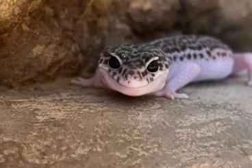 Echsen  kaufen und verkaufen Foto: Leopardgecko Weibchen 0.3 Gruppe