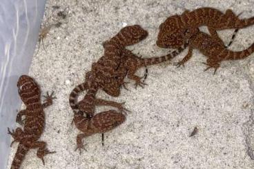 Geckos kaufen und verkaufen Foto: For sale P. Picta, Nephrurus, underwoodisaurus milii, ….