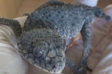 Geckos kaufen und verkaufen Photo: Nephrurus asper, Knopfschwanzgecko Geckos kaufen und verkaufen Photo: Nephrurus asper, Knopfschwanzgecko