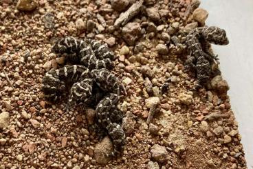 Geckos kaufen und verkaufen Photo: Nephrurus, Diplodactylus, hemidactylus, picta und mehr Geckos kaufen und verkaufen Photo: Nephrurus, Diplodactylus, hemidactylus, picta und mehr