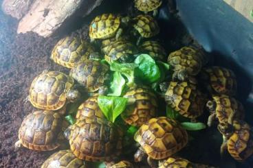 Turtles and Tortoises kaufen und verkaufen Photo: Testudo graeca - greek tortoises