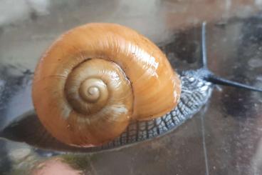 Mollusca kaufen und verkaufen Photo: Terrarien Schnecken Zachrysia Guanensis dult