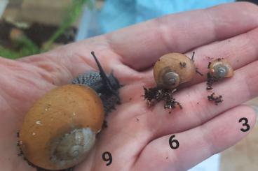 Mollusca kaufen und verkaufen Photo: Zachrysia Guanensis Terrarien Schnecken