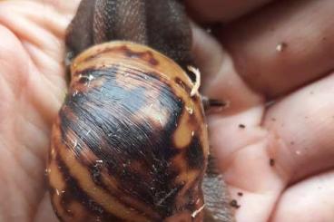 Mollusca kaufen und verkaufen Photo: Archachatina Marginata Suturalis wildfarben