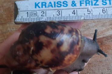 Mollusca kaufen und verkaufen Photo: Archachatina Marginata Suturalis wildfarben