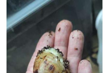 Schnecken kaufen und verkaufen Foto: Lissachatina Reticulata Nachwuchs