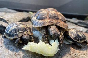 Tortoises kaufen und verkaufen Photo: Griechische Landschildkröten 