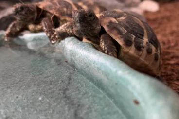 Tortoises kaufen und verkaufen Photo: Zuckersüße griechische Landschildkröten 