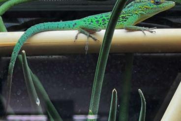 Lizards kaufen und verkaufen Photo: Zuchtpaare Anolis marmoratus „Trois Rivières“ + A. sagrei „red line“