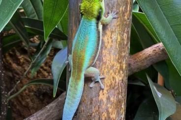 Geckos kaufen und verkaufen Photo: Phelsuma inexpectata, klemmeri, pasteuri