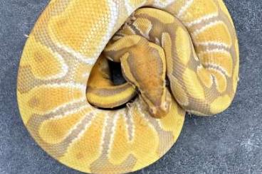 Ball Pythons kaufen und verkaufen Photo: Königspython Python regius Enchi Ultramel komplex