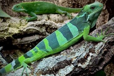 Echsen  kaufen und verkaufen Foto: 1,1 Brachylophus fasciatus, harmonierendes Zuchtpaar