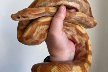 Boas kaufen und verkaufen Photo: 0.1 Hypo Motley Albino & 1.0 Motley Snow (Boa imperator)