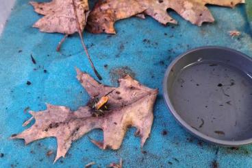 Pfeilgiftfrösche kaufen und verkaufen Foto: Phyllobates Bicolor zu verkaufen