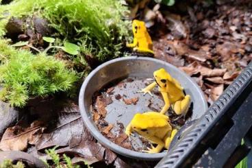 Pfeilgiftfrösche kaufen und verkaufen Foto: Phyllobates Terribilis 2.0