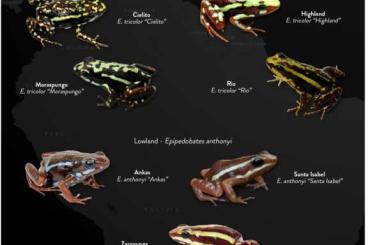 Poison dart frogs kaufen und verkaufen Photo: Suche ECHTE Epipedobates Tricolor