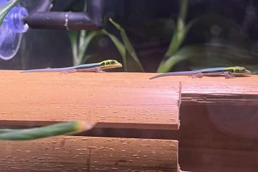 Geckos kaufen und verkaufen Photo: Phelsuma klemmeri NZ 07/24