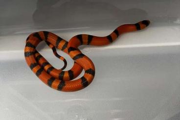 Nattern ungiftige kaufen und verkaufen Foto: Lampropeltis triangulum hondurensis Verona Nattern ungiftige kaufen und verkaufen Foto: Lampropeltis triangulum hondurensis Verona