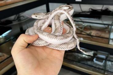 Nattern ungiftige kaufen und verkaufen Foto: Pantherophis obsoletus white sided VERONA Nattern ungiftige kaufen und verkaufen Foto: Pantherophis obsoletus white sided VERONA